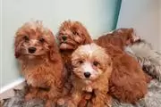 Cavapoos Puppies en Yakima