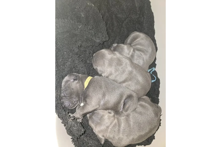 $500 : Blue Frenches Disponibles image 1