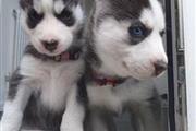 Husky siberiano a la venta en Miami