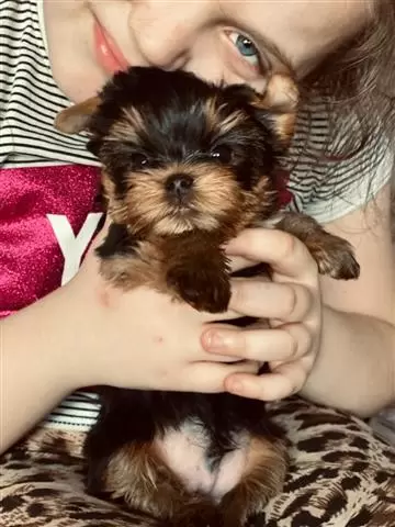$100 : Cute Yorkie puppies 4u ready#❤ image 4