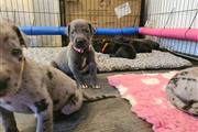 Beautiful Great Dane Puppies en Yonkers