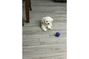$4 : Bichon maltés thumbnail