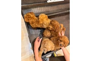 $350 : Caniche toy taza de té thumbnail