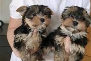 $250 : Cachorros Yorkie de pura raza thumbnail