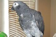 Adorable African Grey parrots en Orlando
