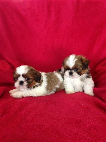 $600 : Shih tzu puppies ready now image 3