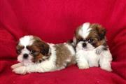 $600 : Shih tzu puppies ready now thumbnail