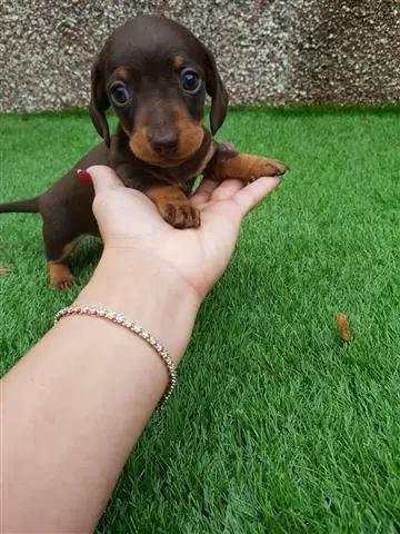 $400 : Dachshund Puppies. image 1