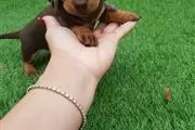 Dachshund Puppies. en Detroit