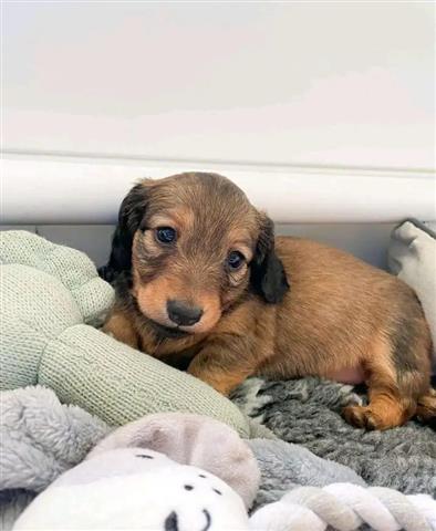 $600 : Miniature dachshund puppies image 4