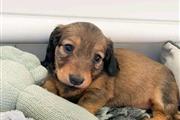 $600 : Miniature dachshund puppies thumbnail