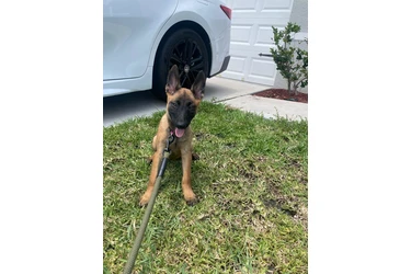 CACHORROS BELGA MALLINOIS en Orlando