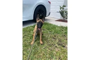 CACHORROS BELGA MALLINOIS en Orlando