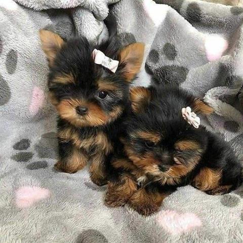 $500 : Adorables cachorros de Yorkie image 2