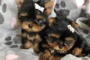 $500 : Adorables cachorros de Yorkie thumbnail