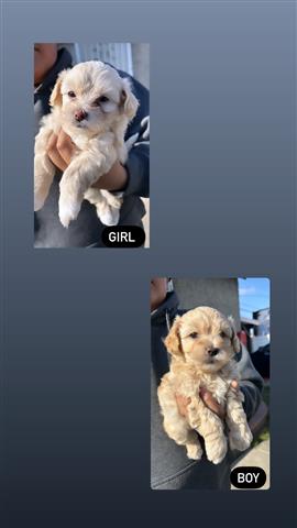 $700 : Maltipoo for sale image 1