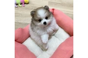 $350 : cachorros de pomerania thumbnail