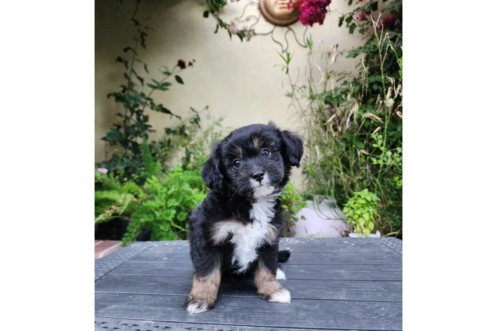 $350 : PERRITAS ADORABLES image 2
