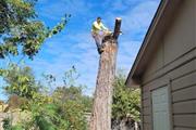 Tree Service Berrum en Houston