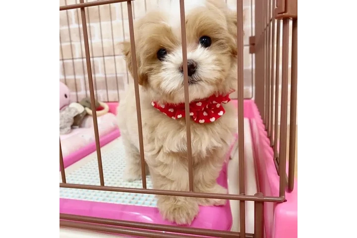 $350 : taza de té maltipoo cachorros image 1