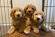 $500 : Cachorros goldendoodle disponi thumbnail