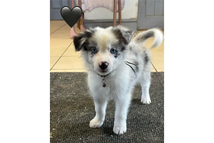 Pure Border Collie Puppie💗 image 4