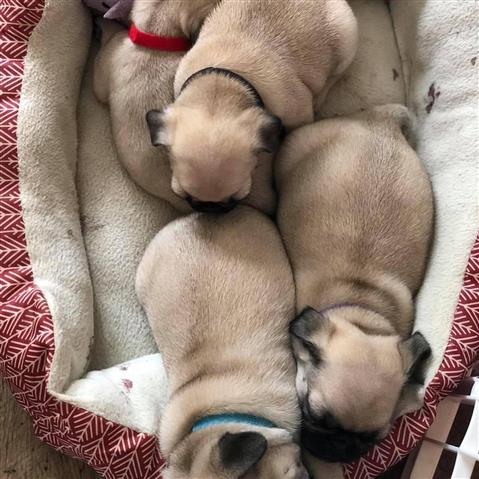 $500 : Beautiful Pug puppies image 3