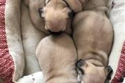 $500 : Beautiful Pug puppies thumbnail