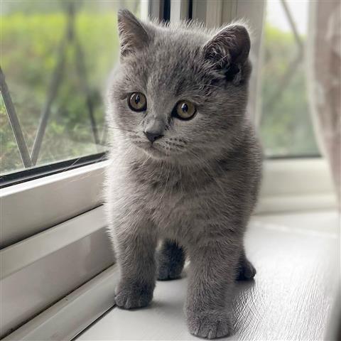 $225 : British Shorthair Kitten image 1