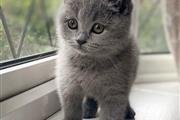 $225 : British Shorthair Kitten thumbnail