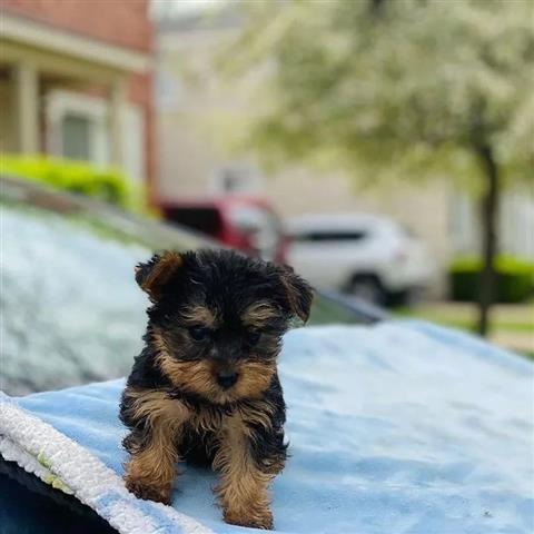 $350 : Yorkies a la venta image 2