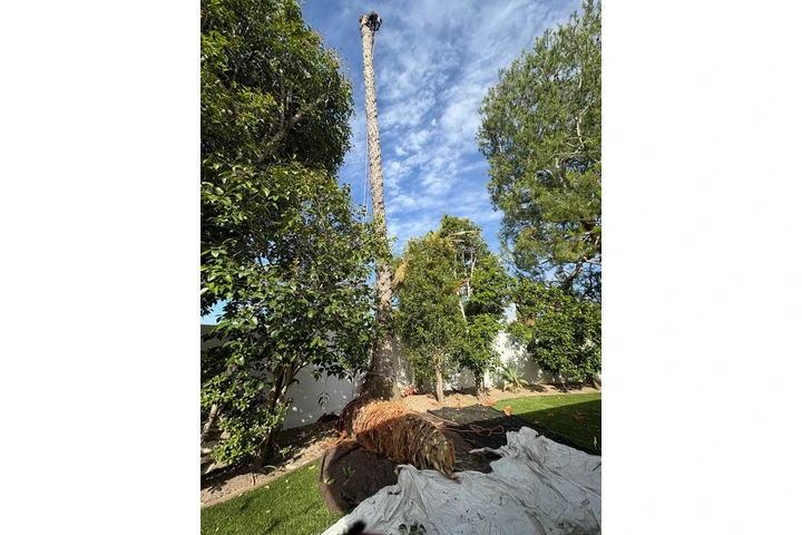 Tree and Landscaping Ramirez image 4