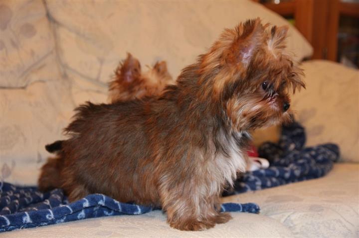 Cute Yorkie Puppy's image 1