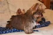 Cute Yorkie Puppy's en Vineland