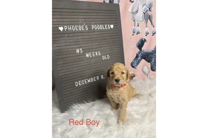 $1500 : Standard Poodle image 6