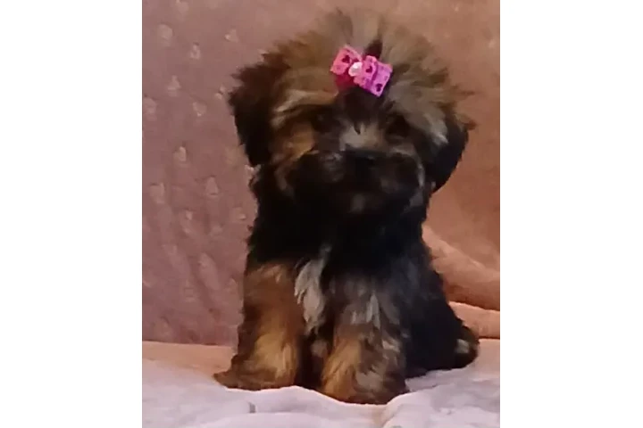$550 : Shihtzu  mix yorkie image 1