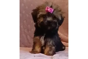 Shihtzu  mix yorkie en Los Angeles