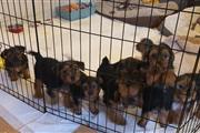 LOVELY HOME YORKSHIRE PUPPIES thumbnail