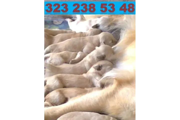 $999000 : CACHORROS GOLDEN RETRIEVER 01 image 3