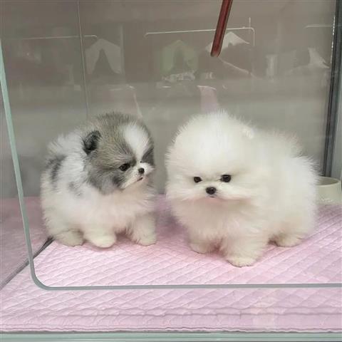 $250 : Pomeranian puppies for sale image 3