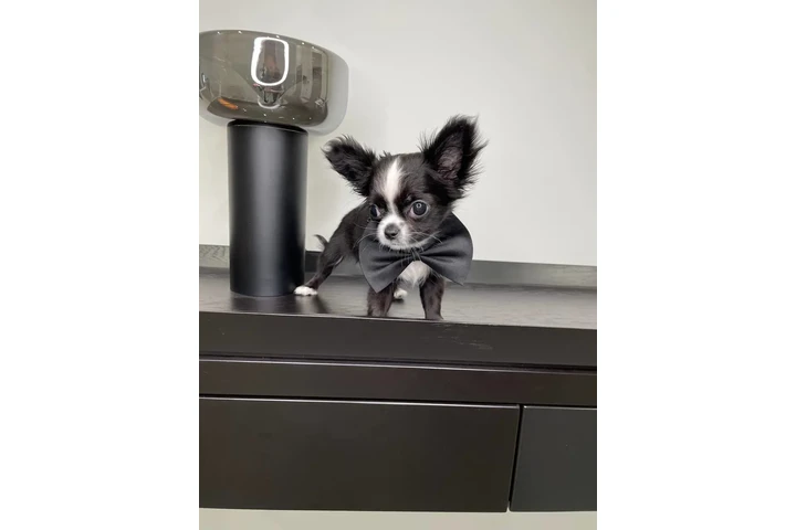 $250 : Chihuahua mini puppies image 6