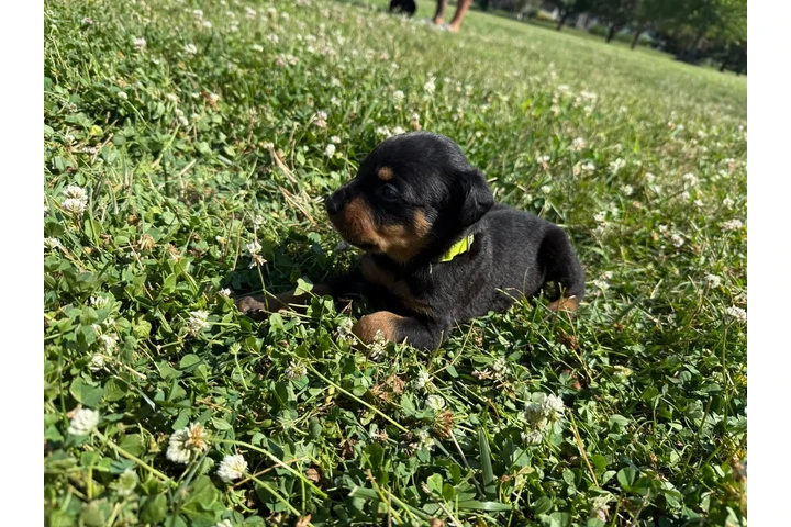 Cachorros Rottweiler en venta image 2