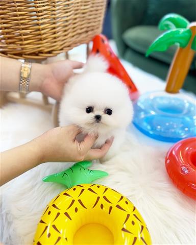 $350 : Cachorro Pomerania taza de té image 2