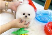 $350 : Cachorro Pomerania taza de té thumbnail