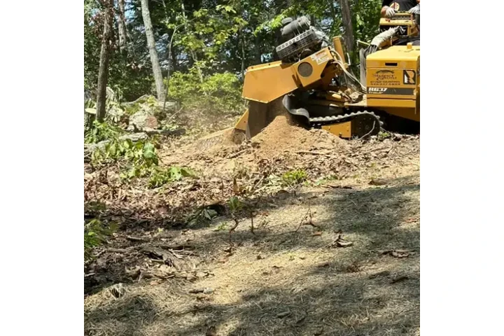 VIRGINIA TREE AND LANDSCAPING image 2