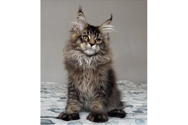 $1200 : Maine coon kittens image 5