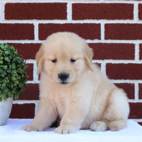 $300 : Golden retriever image 3