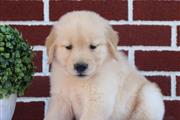 $300 : Golden retriever thumbnail