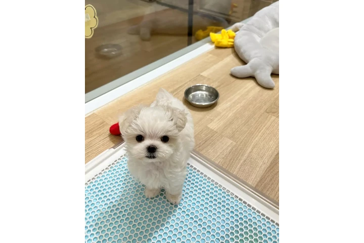 $350 : cachorros malteses image 3