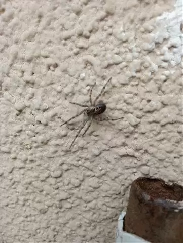 Wenceslao pest control image 8